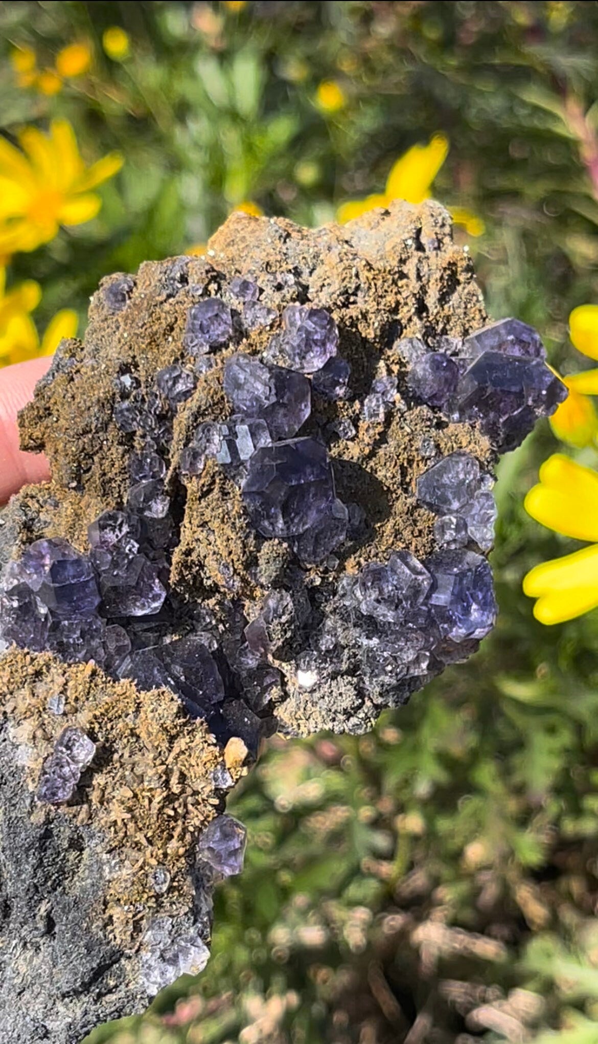 RARE Specimen ~ Deep Purple Blue Tanzanite Fluorite Crystal Cluster ~ Natural Crystal ~ Raw Mineral Collectors ~ Fujin China TZ4