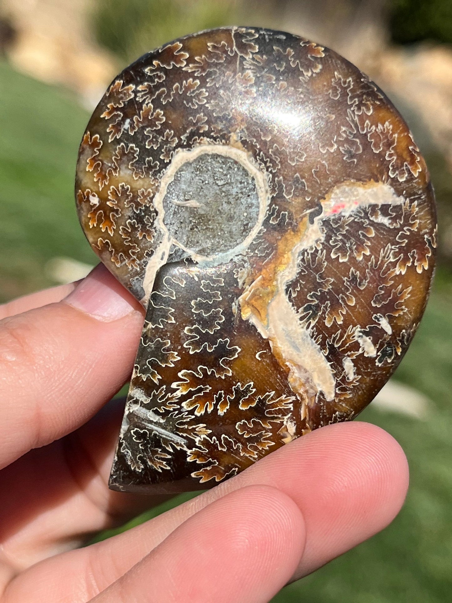 Ammonite Ammolite Snail Conch Fossil  Natural Stone  ~ Polished Natural Stone Crystal