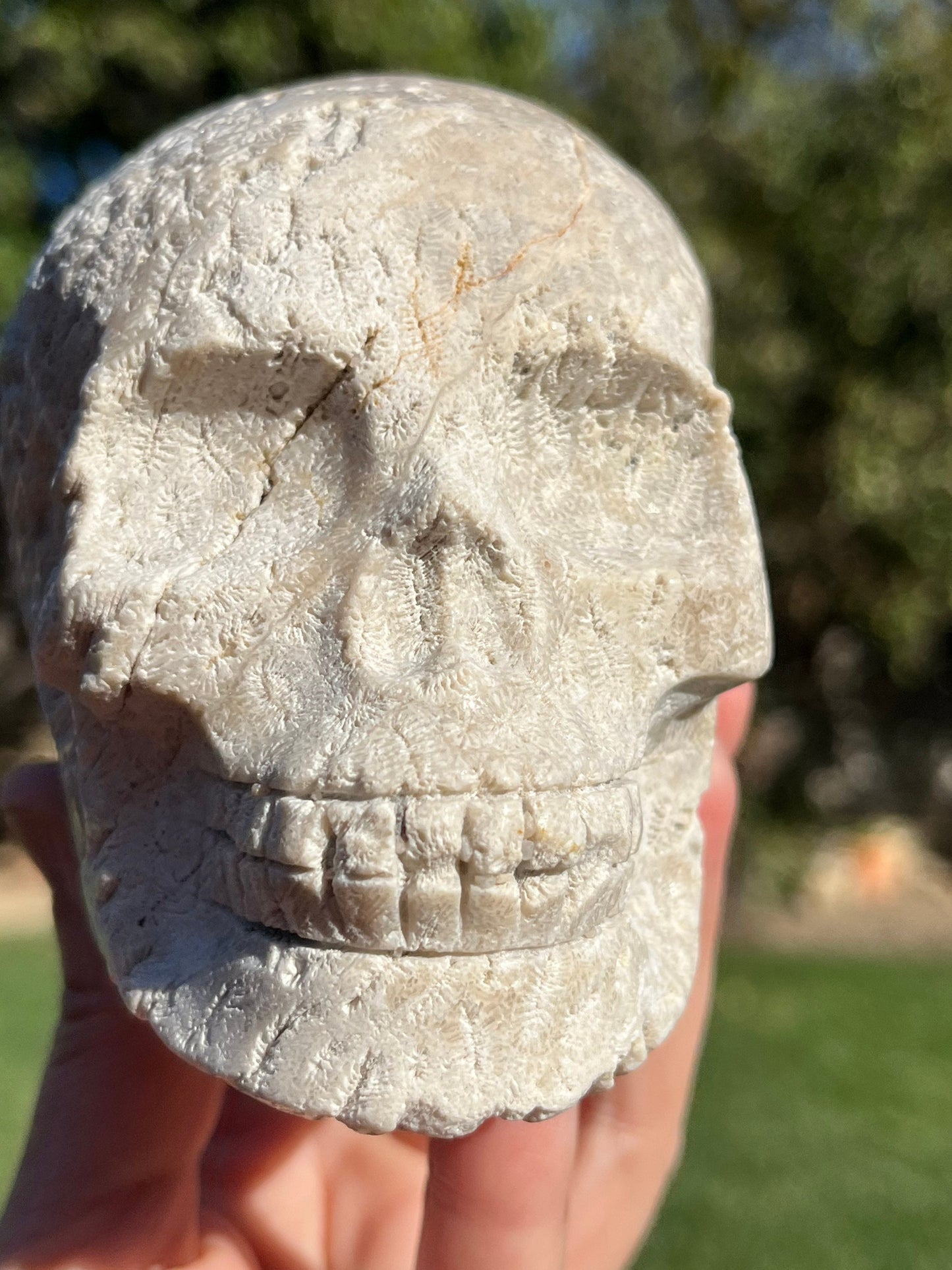 BIG Coral Jasper Skull White Agate Agatized Fossil Coral  ~ Natural Stone Crystal Skull ~ Human Skull Art Carving SK2