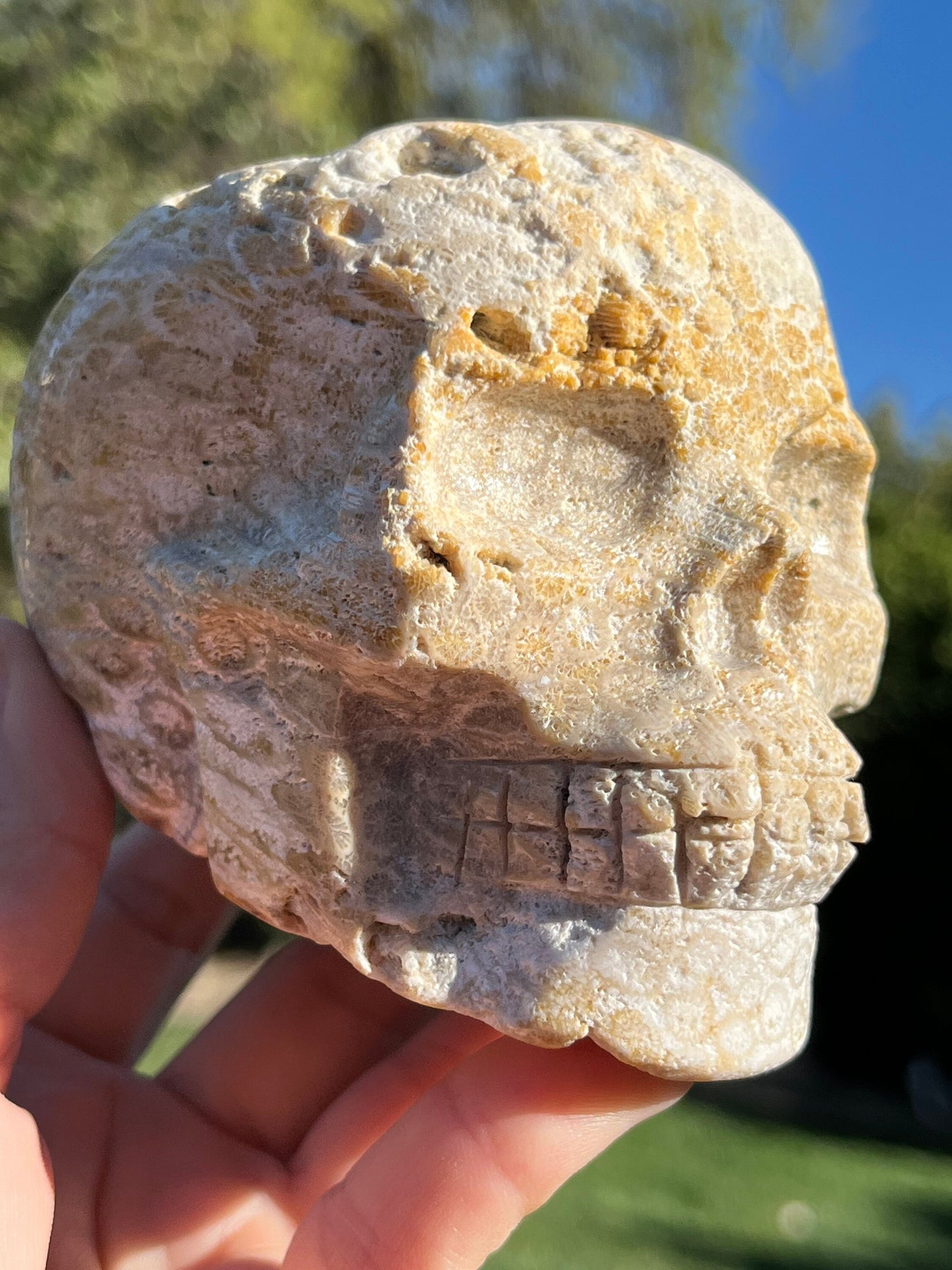 BIG Coral Jasper Skull Carved Crystal Skull White Agate Agatized Fossil Coral  ~ Natural Stone Crystal ~ Human Skull Art Carving