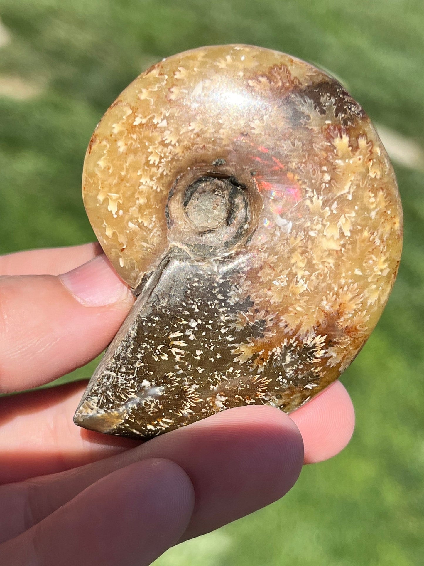 Ammonite Ammolite Snail Conch Fossil  Natural Stone  ~ Polished Natural Stone Crystal