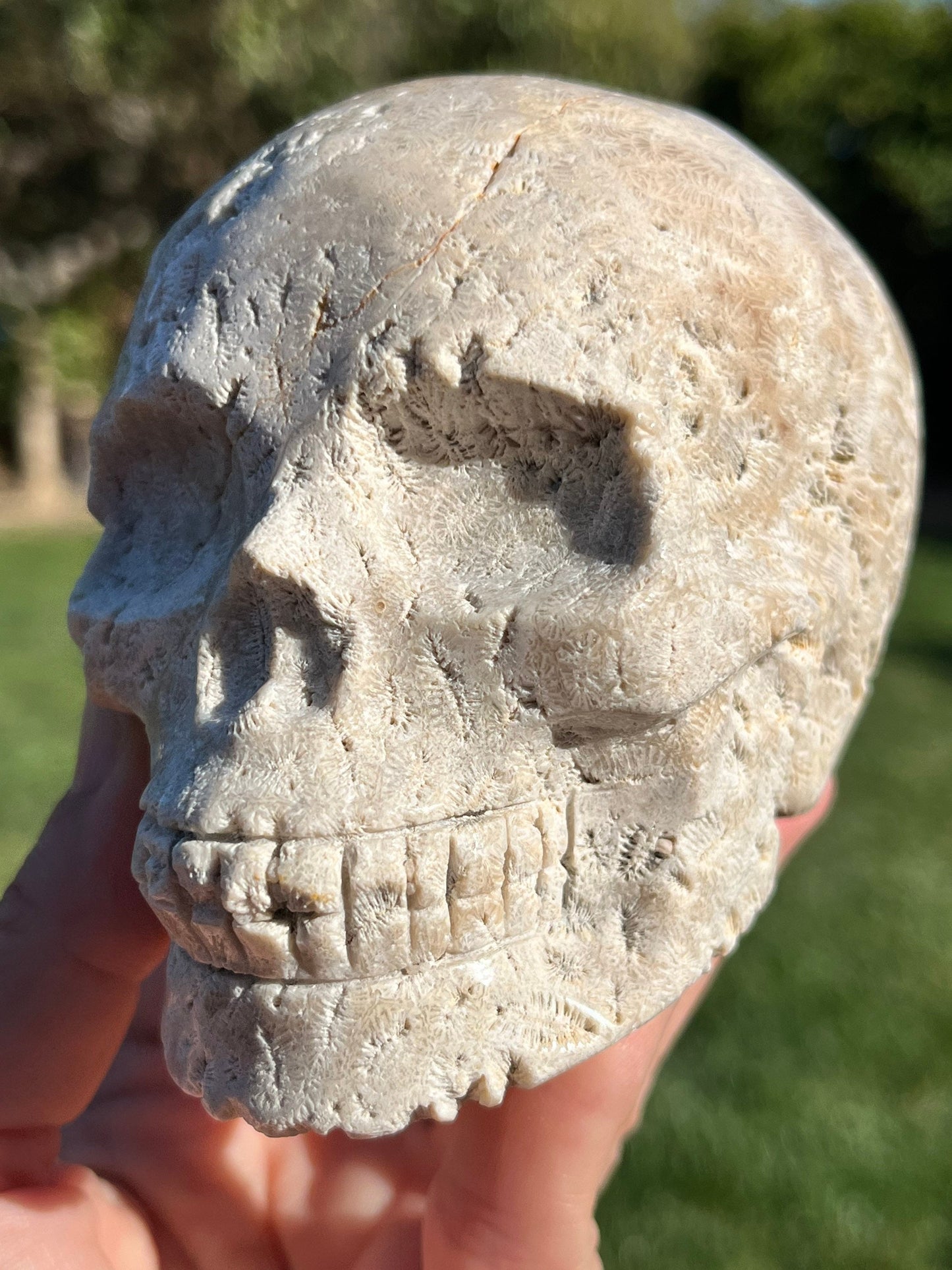 BIG Coral Jasper Skull White Agate Agatized Fossil Coral  ~ Natural Stone Crystal Skull ~ Human Skull Art Carving SK2