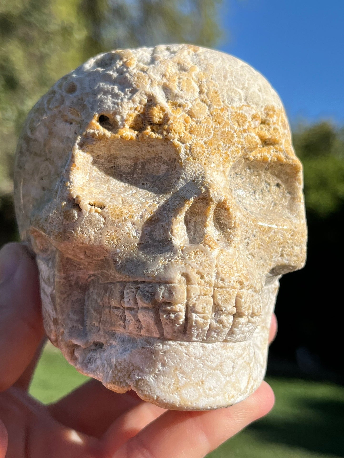 BIG Coral Jasper Skull Carved Crystal Skull White Agate Agatized Fossil Coral  ~ Natural Stone Crystal ~ Human Skull Art Carving