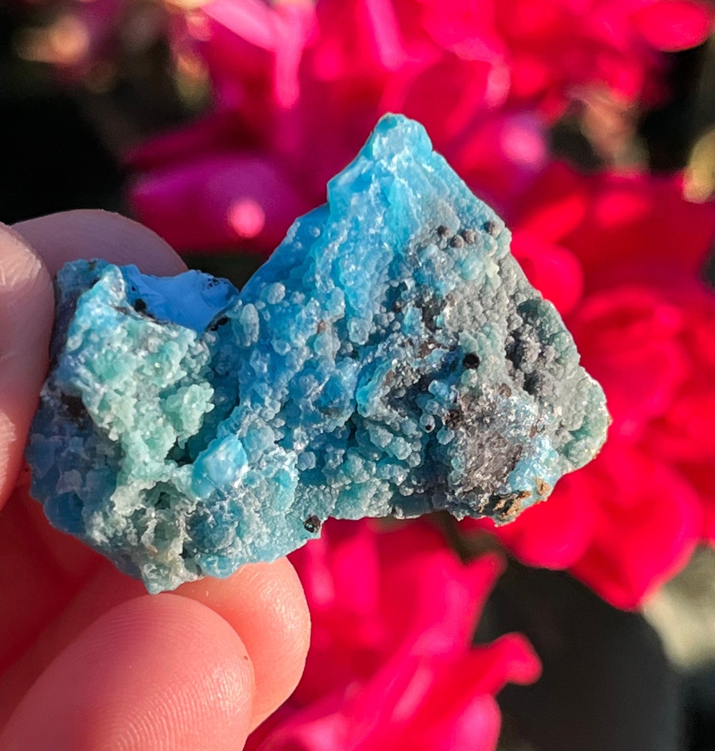 Rare High Quality Botroidyl Chrysocolla with Evansite Raw Mineral on Matrix Specimen ~ Mineral Thumbnail ~ Blue Crystals ~ Gibbsite