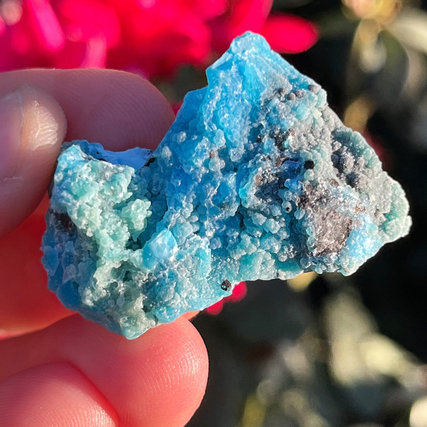 Rare High Quality Botroidyl Chrysocolla with Evansite Raw Mineral on Matrix Specimen ~ Mineral Thumbnail ~ Blue Crystals ~ Gibbsite